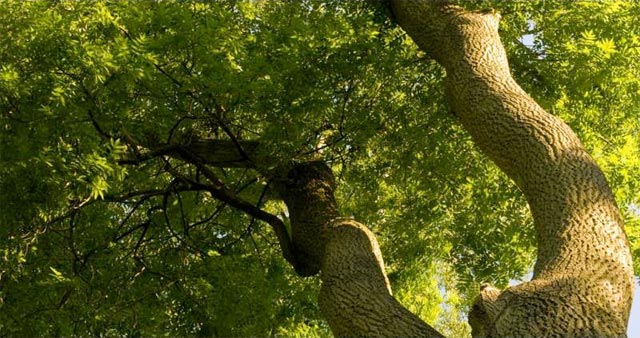 Large tree blocking light