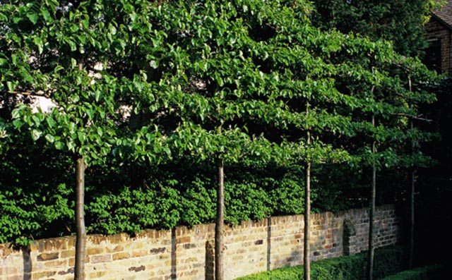 Trees along garden boundary